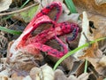 Clathrus archeri, Octopus stinkhorn, red wild mushroom,fungus.