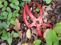 Clathrus archeri red finger like fungus.