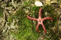 Clathrus archeri