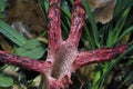 Clathrus archeri (synonyms Anthurus archeri), commonly known as octopus stinkhorn or devil\'s fingers,