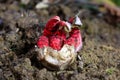Clathrus archeri (synonyms Anthurus archeri), commonly known as octopus stinkhorn or devil\'s fingers,