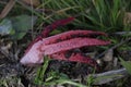 Clathrus archeri (synonyms Anthurus archeri), commonly known as octopus stinkhorn or devil\'s fingers