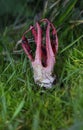 Clathrus archeri (synonyms Anthurus archeri), commonly known as octopus stinkhorn or devil\'s fingers