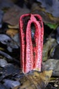 Clathrus archeri (synonyms Anthurus archeri), commonly known as octopus stinkhorn or devil\'s fingers