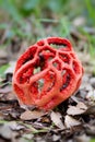 Clathrus ruber Royalty Free Stock Photo