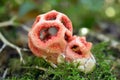 Clathrus ruber is a species of fungus Royalty Free Stock Photo