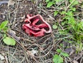 Clathrus ruber