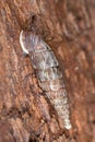 Clausilia dubia