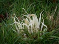 Clavaria fragilis, in field. Aka fairy fingers, white worm coral, or white spindles.