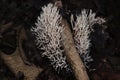 Clavaria mushroom