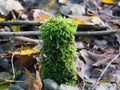 Clavaria mushroom in small fern plant