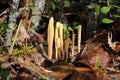 Clavariadelphus ligula. Rare species of fungus on Yamal in Russia