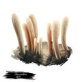 Clavariadelphus ligula or strap coral mushroom closeup digital art illustration. Boletus has white cream straight stem.
