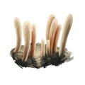 Clavariadelphus ligula or strap coral mushroom closeup digital art illustration. Boletus has white cream straight stem.