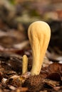 Clavariadelphus pistillaris inedible fungus