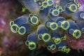 Clavelina robusta , tunicate ,sea squirt