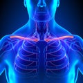 Clavicle Bone Anatomy with Circulatory System