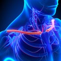 Clavicle Bone Anatomy with Circulatory System