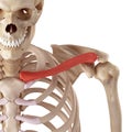 The clavicle Royalty Free Stock Photo