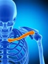 The clavicle Royalty Free Stock Photo