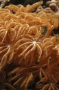 Clavularia coral polyps