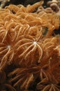 Clavularia coral polyps Royalty Free Stock Photo