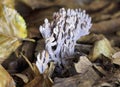 Clavulina cinerea this grey coral-like fungus is often found growing beside footpaths in woodland during summer and autumn