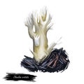 Clavulina cristata white crested coral fungus, light-colored edible mushroom of America and Europe. Digital art illustration,