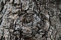 Claw bark texture show black-brown rough texture and eyeball from gnarly tree Royalty Free Stock Photo