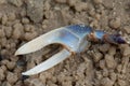 Claw of fiddler crab Afruca tangeri on the sand.