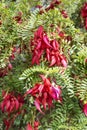 Spectacular red claw-like flowers of Clianthus Puniceus or glory pea.