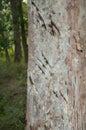 Claw marks of a Bengal tiger on a tree trunk.
