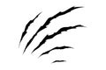 Claw scratches of wild animal. Cat scratches marks isolated in white background. Vector illustration Royalty Free Stock Photo