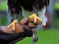 Claws of Bald Headed Eagle