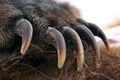 Claws of the bear. The front paw of the bear Royalty Free Stock Photo