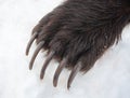 Claws on the front paw of the Kamchatka brown bear Royalty Free Stock Photo