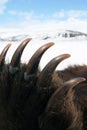 The claws on the front paw trophy Kamchatka brown bear Royalty Free Stock Photo