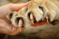 Claws of lion