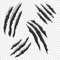 Claws scratches  on transparent background. Animal claw scratch like lion, tiger, bear, cat. Vector illustration Royalty Free Stock Photo