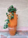 Clay amphora with green flowering ivy