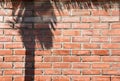 Clay Brick Wall Pattern with the shadow of sugar palm tree Royalty Free Stock Photo