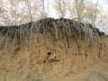 Clay cliff with tree roots