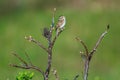 Clay-colord Sparrow Singing Royalty Free Stock Photo