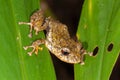 Clay-Colored Rain Frog