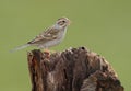 Clay-colored Sparrow