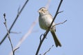 Clay-colored sparrow perched on a branch Royalty Free Stock Photo
