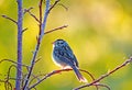 Clay-colored Sparrow