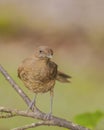 Clay Colored Thrush