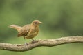 Clay-colored Thrush-Juvenile