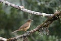 Clay-colored thrush profile portrait close up